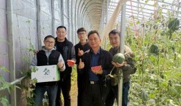 山东群众吃瓜视频曝光,揭秘当地奇特风俗