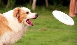 吃瓜群众训狗视频