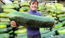 吃瓜群众夏冰雹,吃瓜群众的奇遇之旅