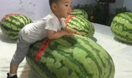 扬州吃瓜群众事件,一场网络舆论的风波与反思