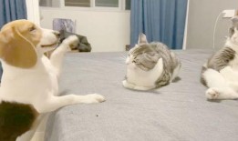 吃瓜群众隔壁包间