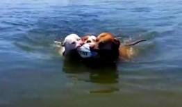 吃瓜群众鹿先生