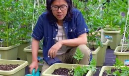 吃瓜群众种子怎么种植,吃瓜群众教你轻松种植种子