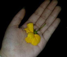 红瓜群众吃瓜视频,揭秘娱乐圈幕后故事