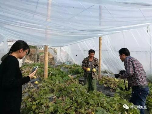 镇平县吃瓜群众活动,欢乐盛夏，全民共享