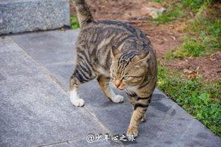 吃瓜群众和猫看别人吵架,揭秘吵架背后的众生相